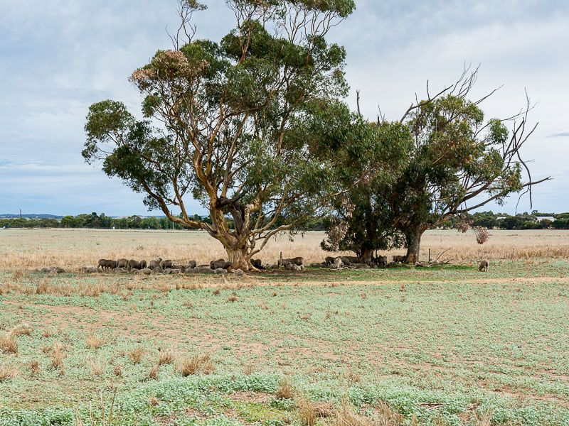 Lot 20 Nine Mile Road, Strathalbyn SA 5255, Image 2