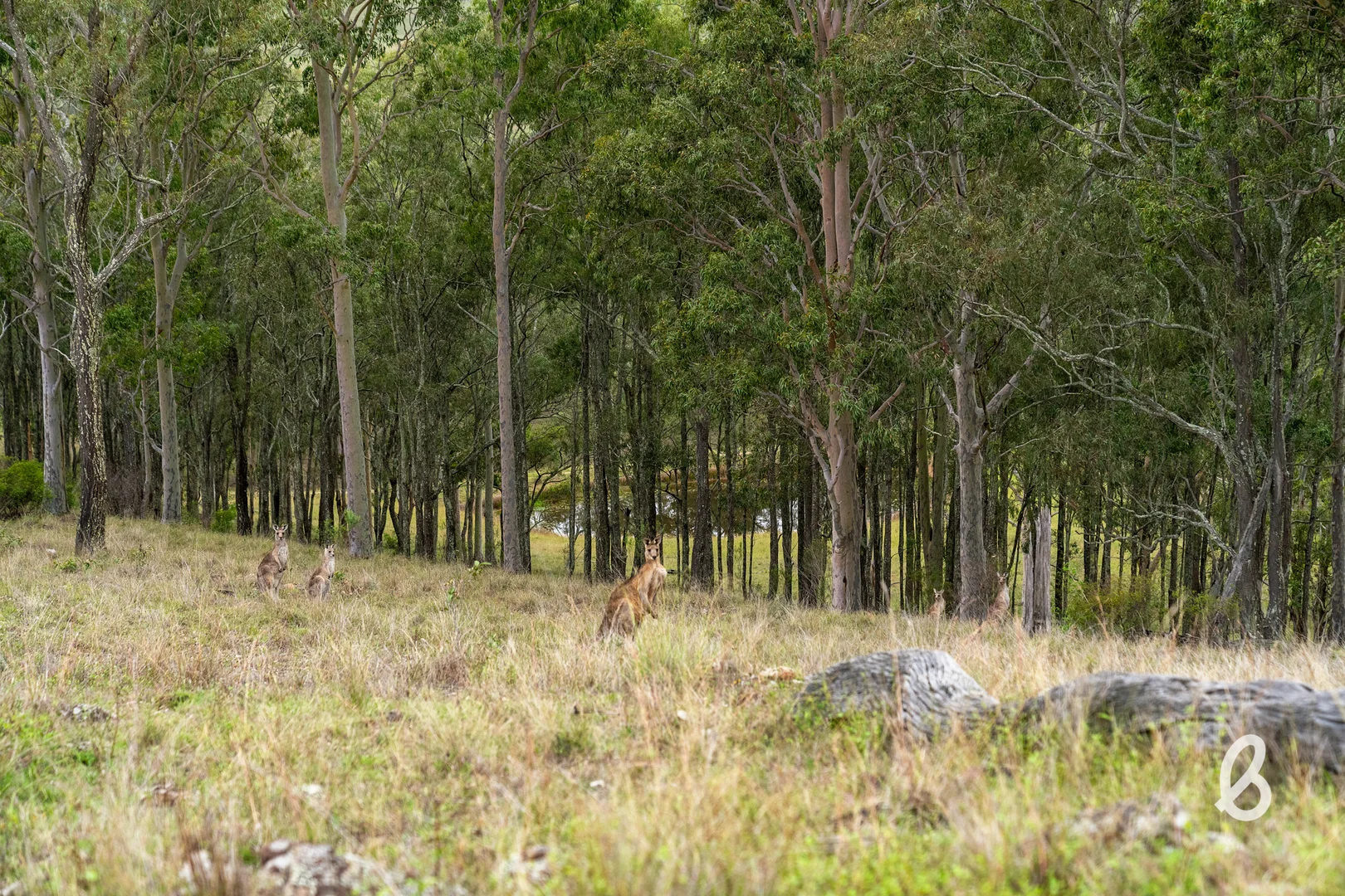 Image 32