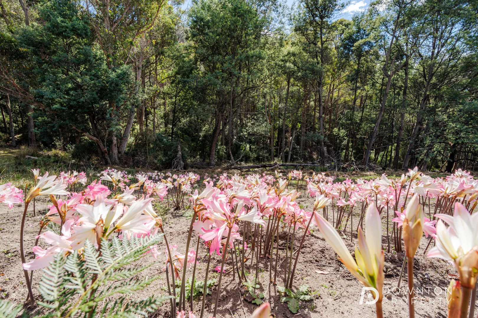 Additional image 22 of 35 Old Farm Road, South Hobart TAS 7004