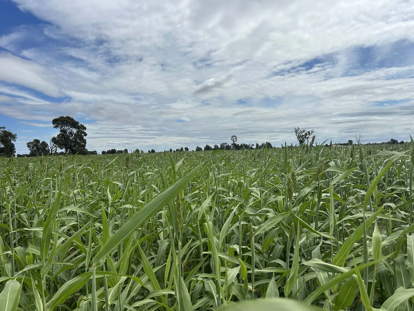 Additional image 10 of Lot 65 Elerslea Lane, Condamine QLD 4416