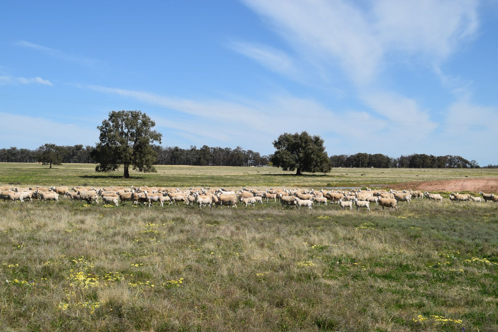 'Windeena' 802 Milpulling Road, Gilgandra NSW 2827, Image 2