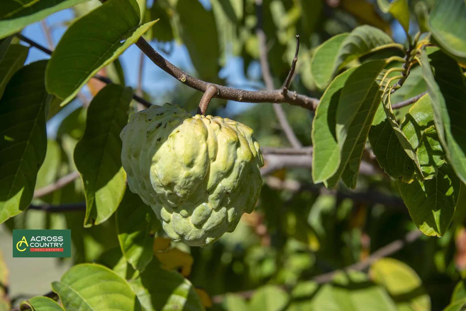 Additional image 35 of 18 Steinhardts Road, Moffatdale QLD 4605