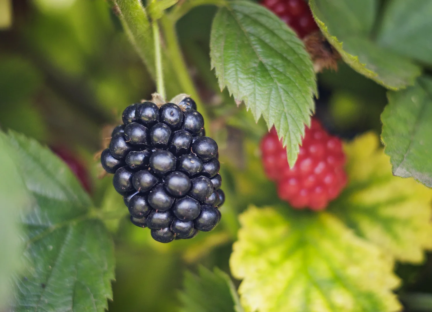 Additional image 20 of 1363 Whittlesea Yea Road, Kinglake West VIC 3757