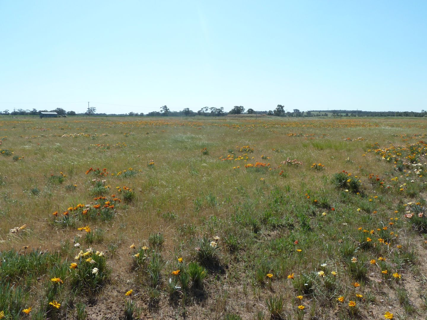 Lots 74&75 Gibson Street, Korong Vale VIC 3520 House for Sale 52,000