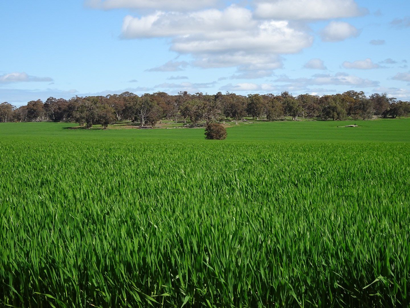 Cooraminning Rd, Dumberning WA 6312, Image 0