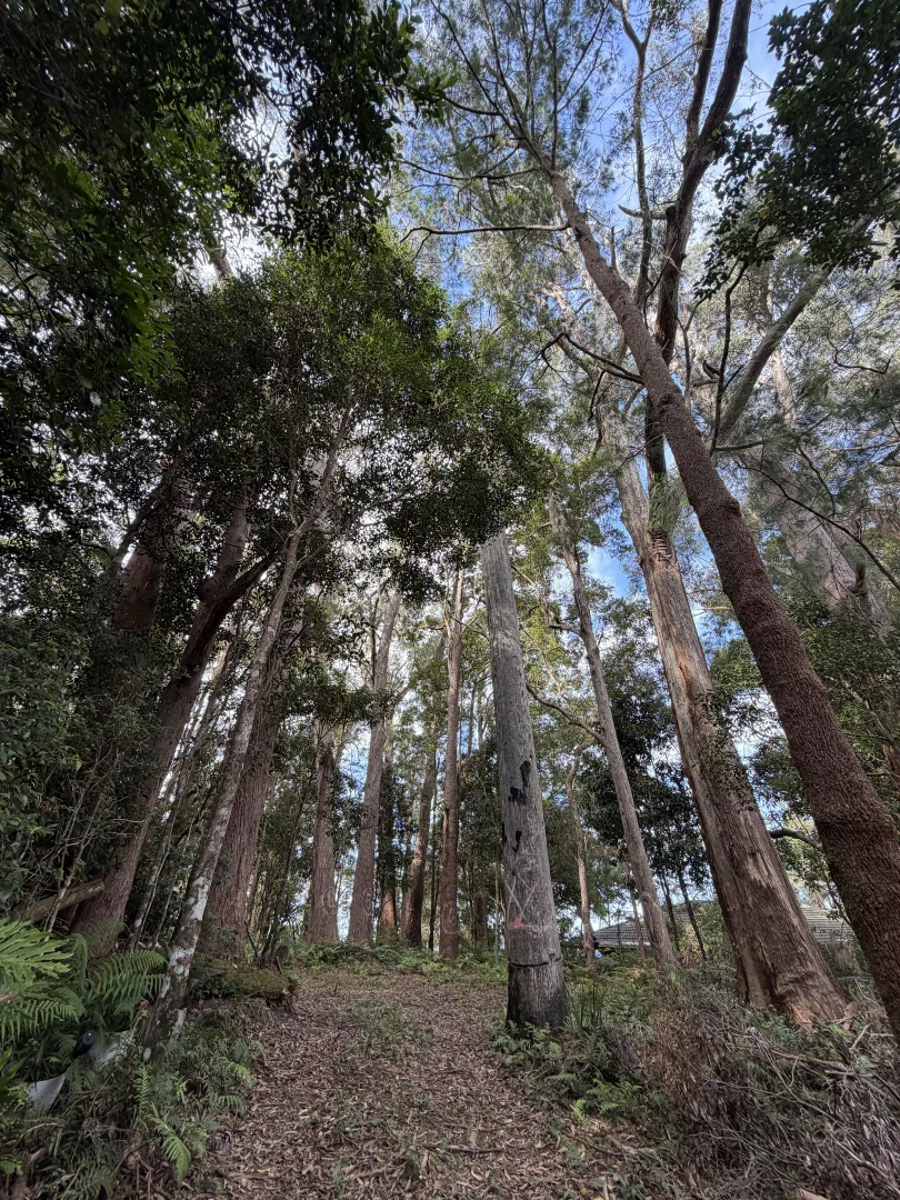 Additional image 8 of Springbrook QLD 4213