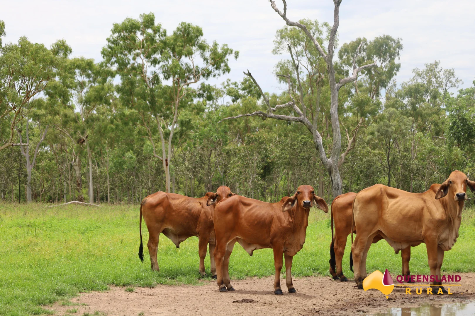 Additional image 18 of Ayr QLD 4807