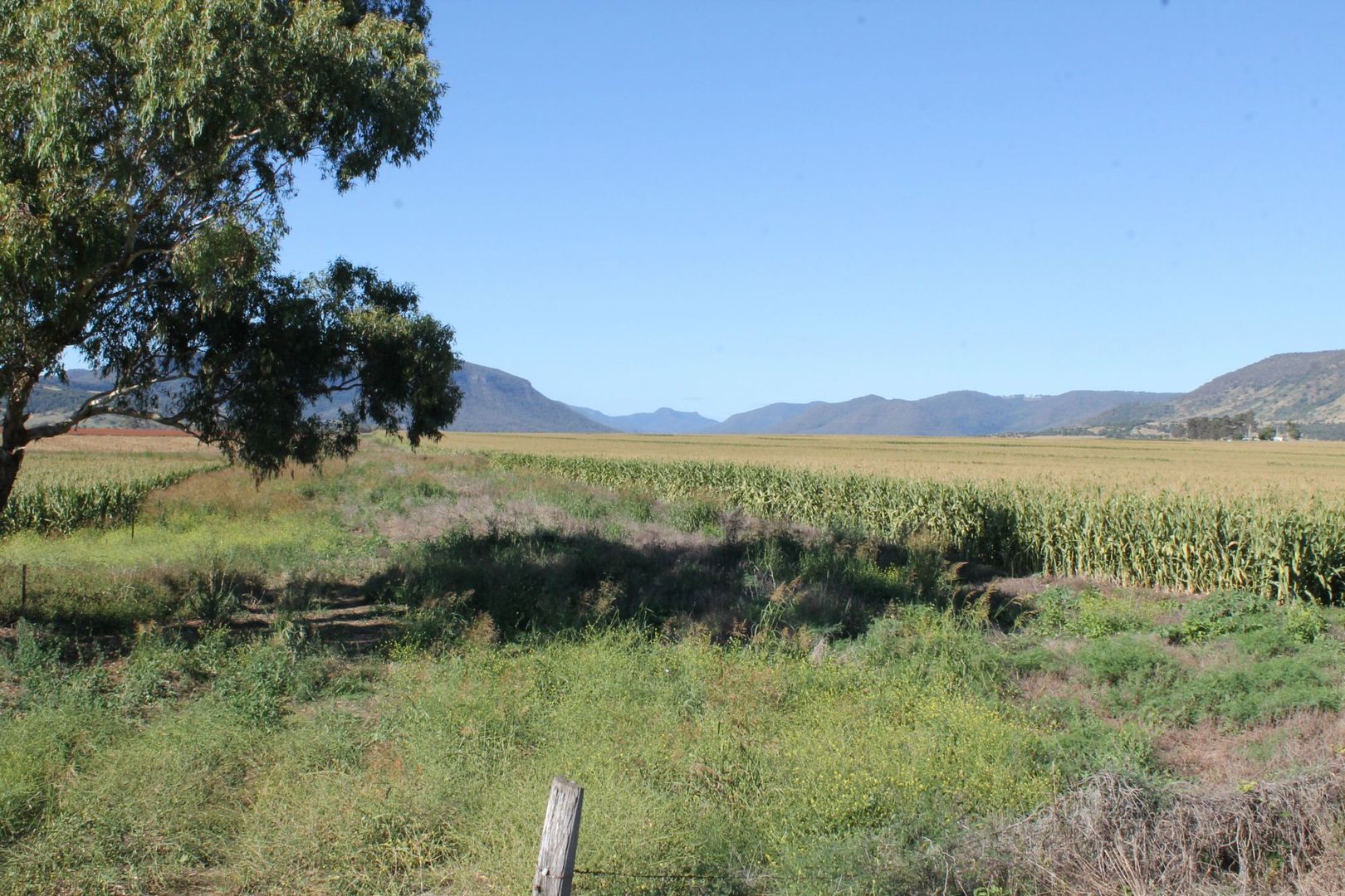 Lot 1 Tuckers Road, Danderoo QLD 4370, Image 1