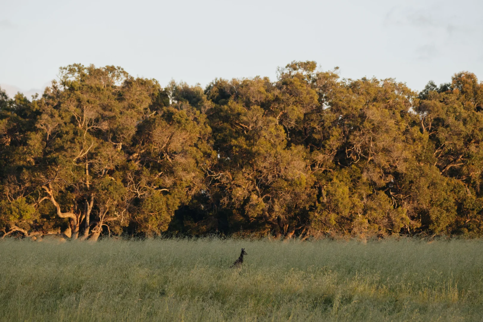 Additional image 7 of Lot 103 Springfield Farm, Yallingup WA 6282