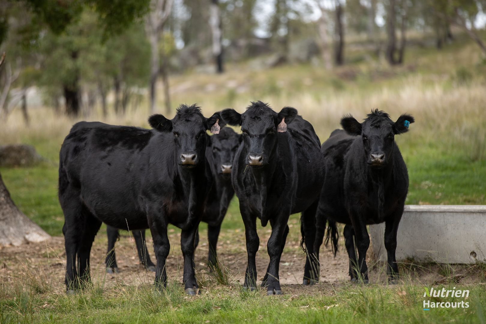 2782 Bonnay-Linton Road, Bundarra NSW 2359, Image 1