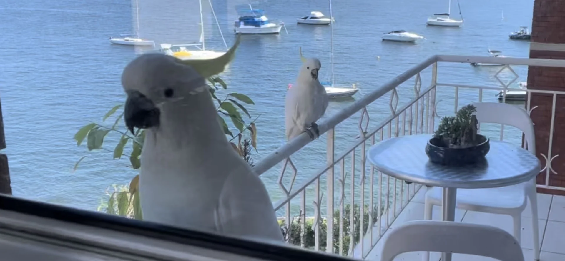 Additional image 12 of 9/12 Cove Avenue, Manly NSW 2095