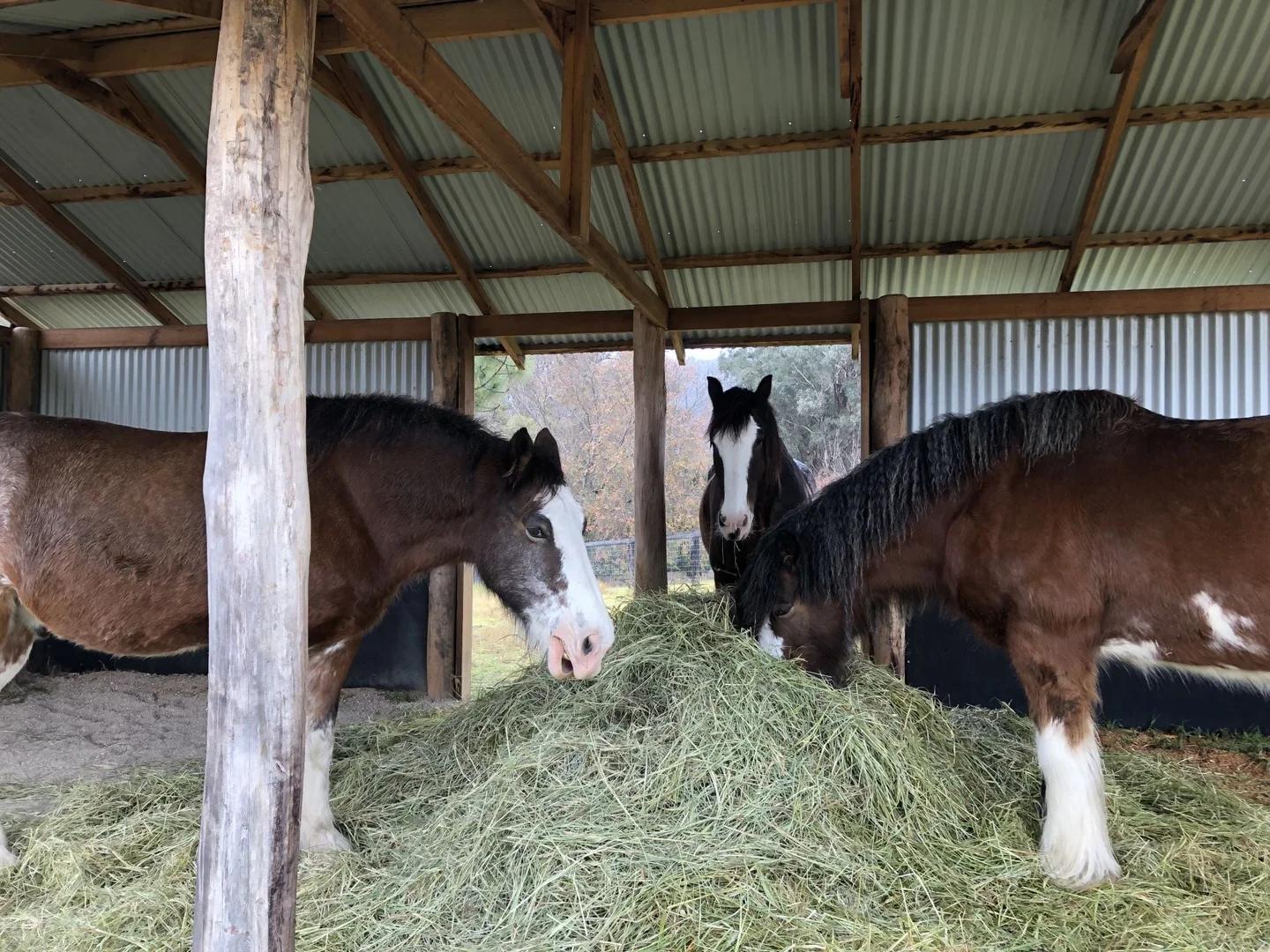 Additional image 30 of 555 Thorndale Road, Thorndale QLD 4380