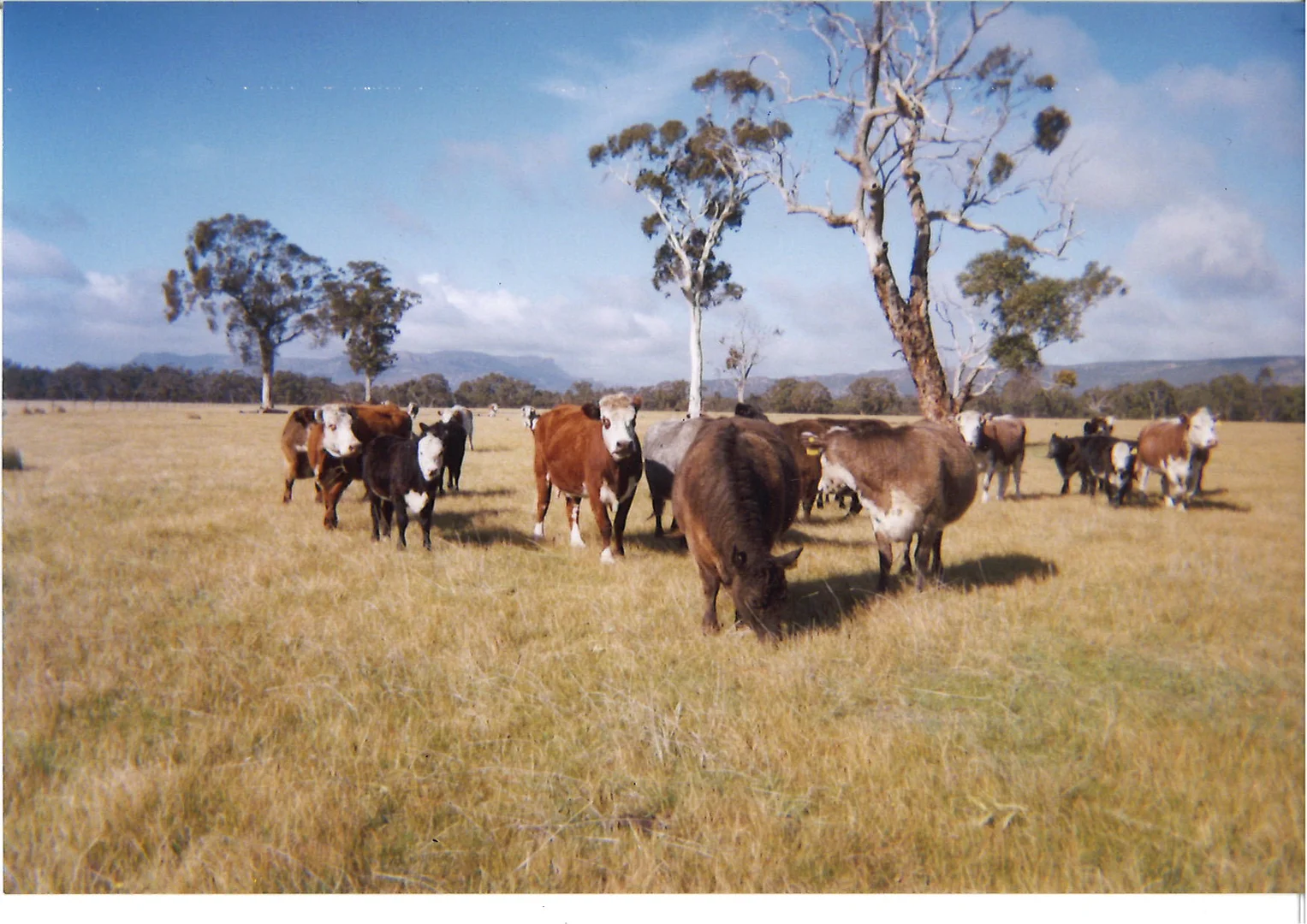 Image 19