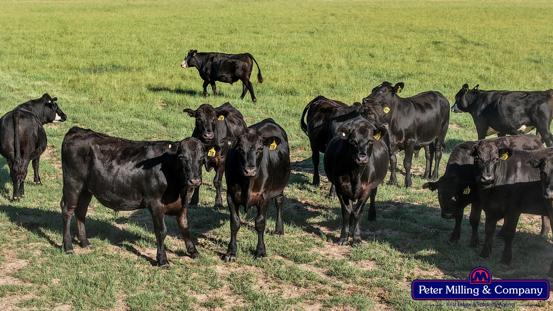 Additional image 11 of 59 Piambra Road, Binnaway NSW 2395