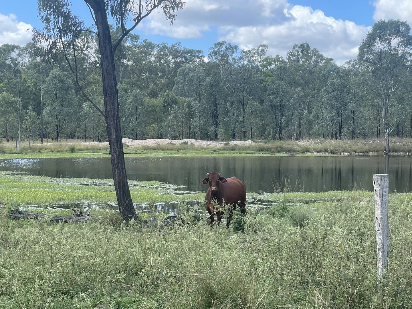 Eidsvold - Cracow Road, Eidsvold QLD 4627, Image 2