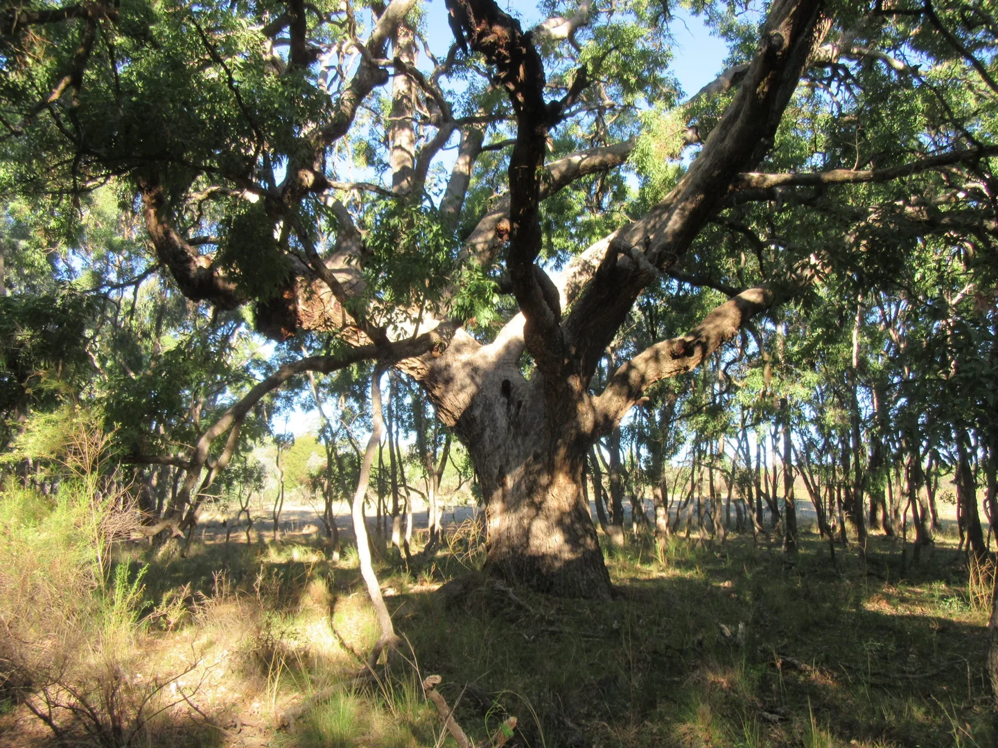 Additional image 7 of 141 Cenn Cruaich Road, Coonabarabran NSW 2357