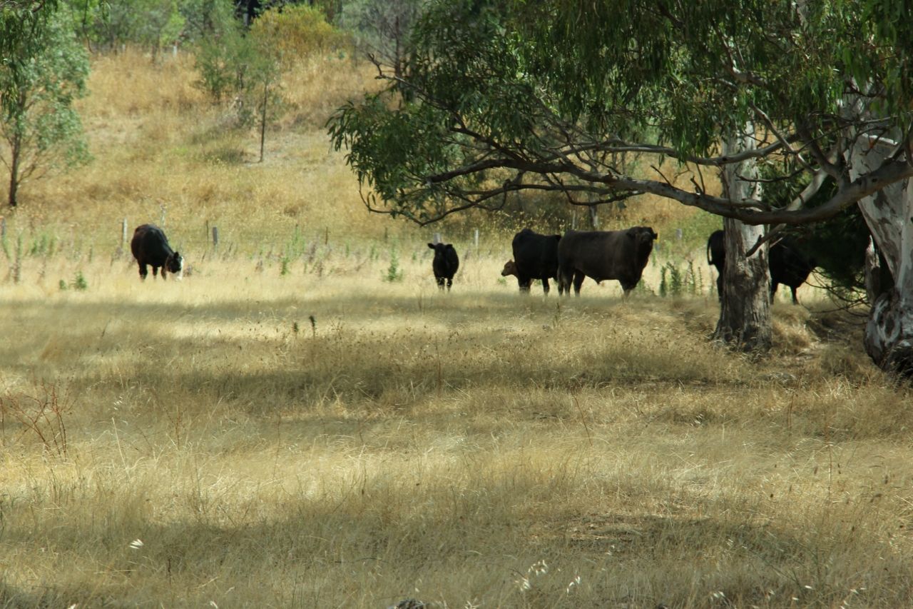 Conroy Street, Bookham NSW 2582, Image 2