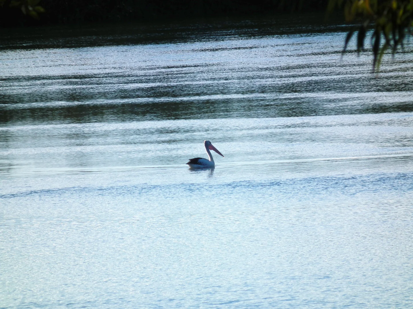 Additional image 13 of 1/130 Jacaranda Avenue, Tweed Heads West NSW 2485