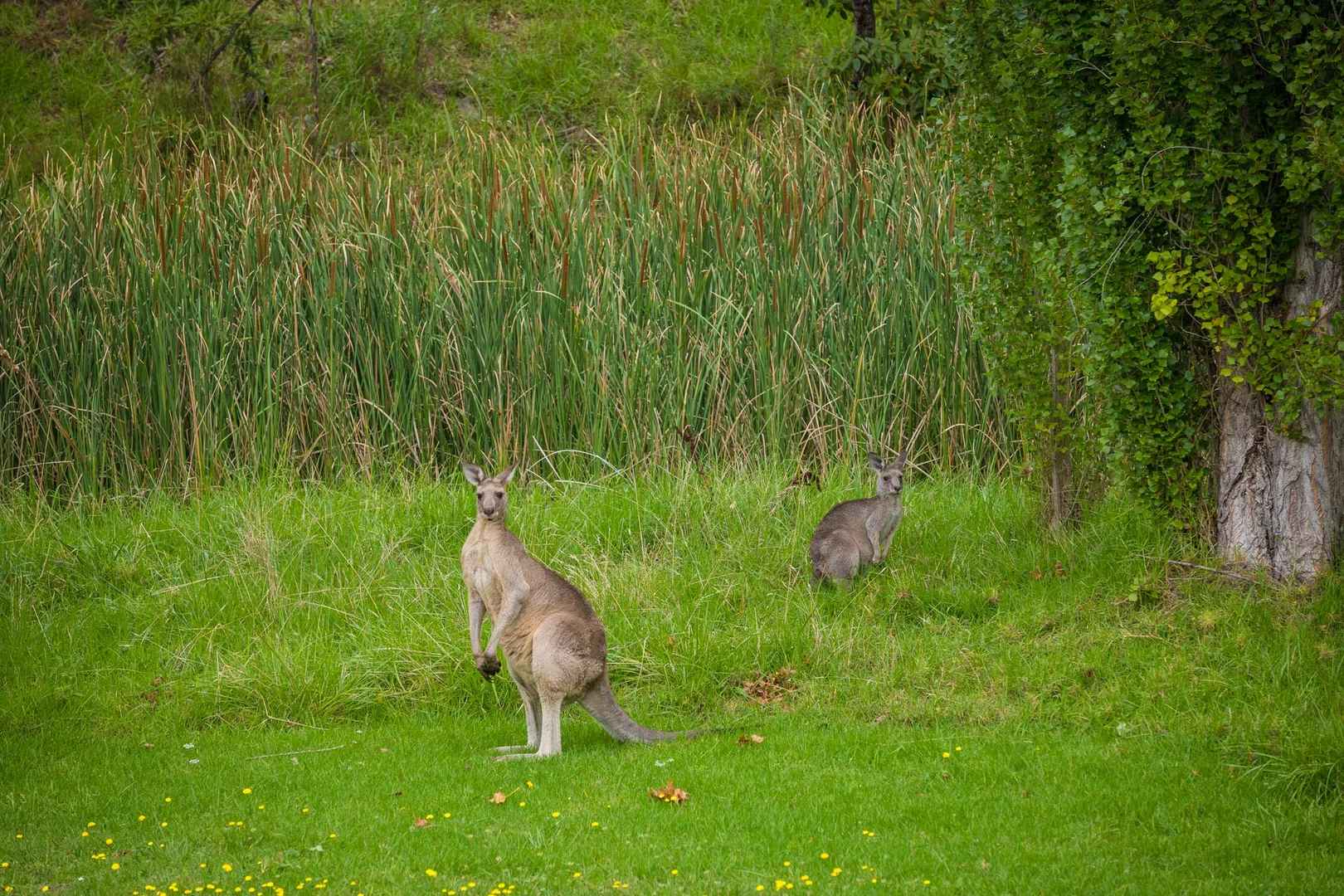 Additional image 54 of 286 Bald Hills Road, Bald Hills NSW 2549