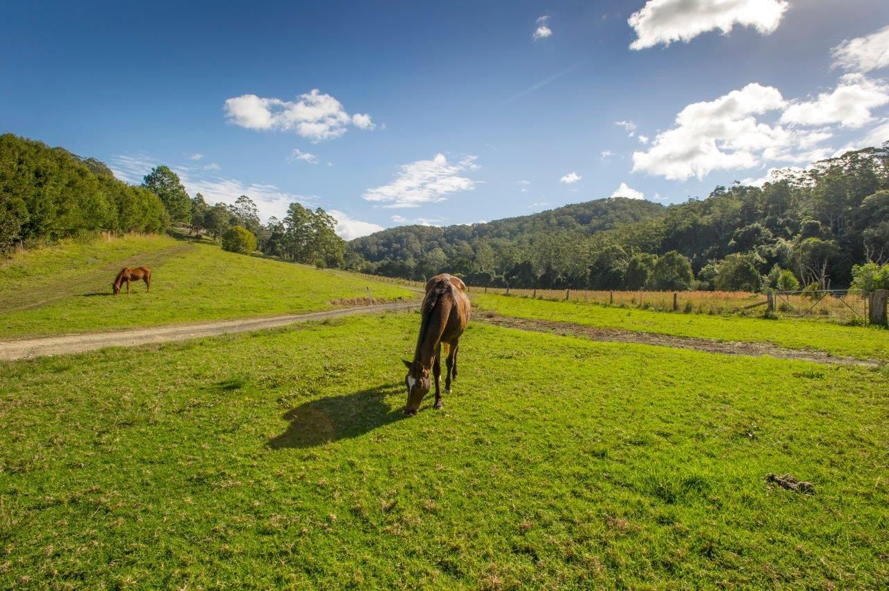 198B Mount Browne Road, UPPER ORARA NSW 2450, Image 0