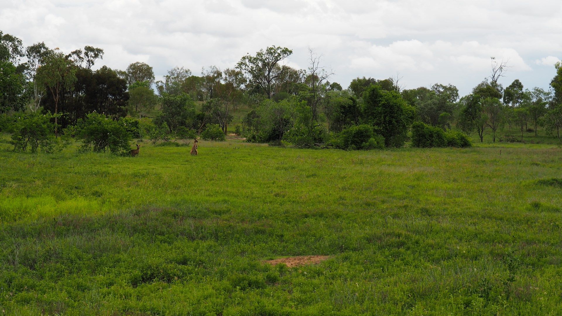 181 Cherryfield Rd, Gracemere QLD 4702 House for Sale Domain