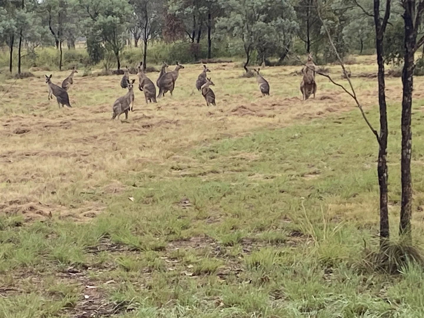 Additional image 5 of 53 Safflower st, Memerambi QLD 4610