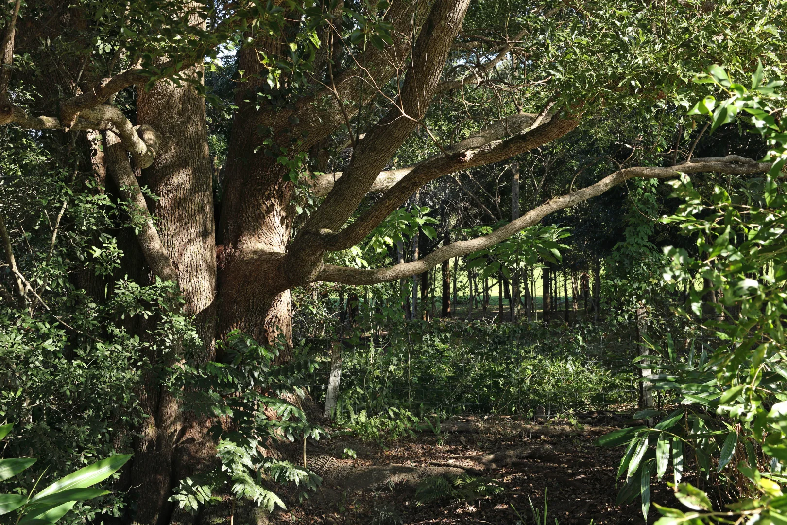 Additional image 33 of Cooroy Mountain QLD 4563