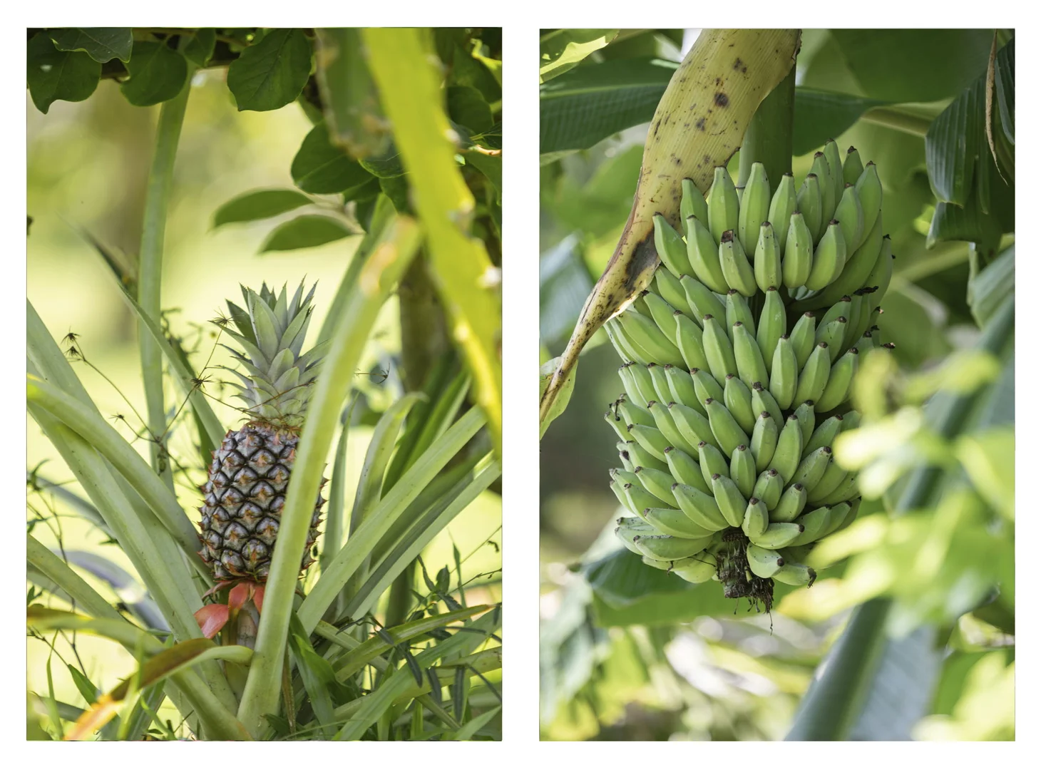 Additional image 22 of 109 Fraser Road, Beerwah QLD 4519