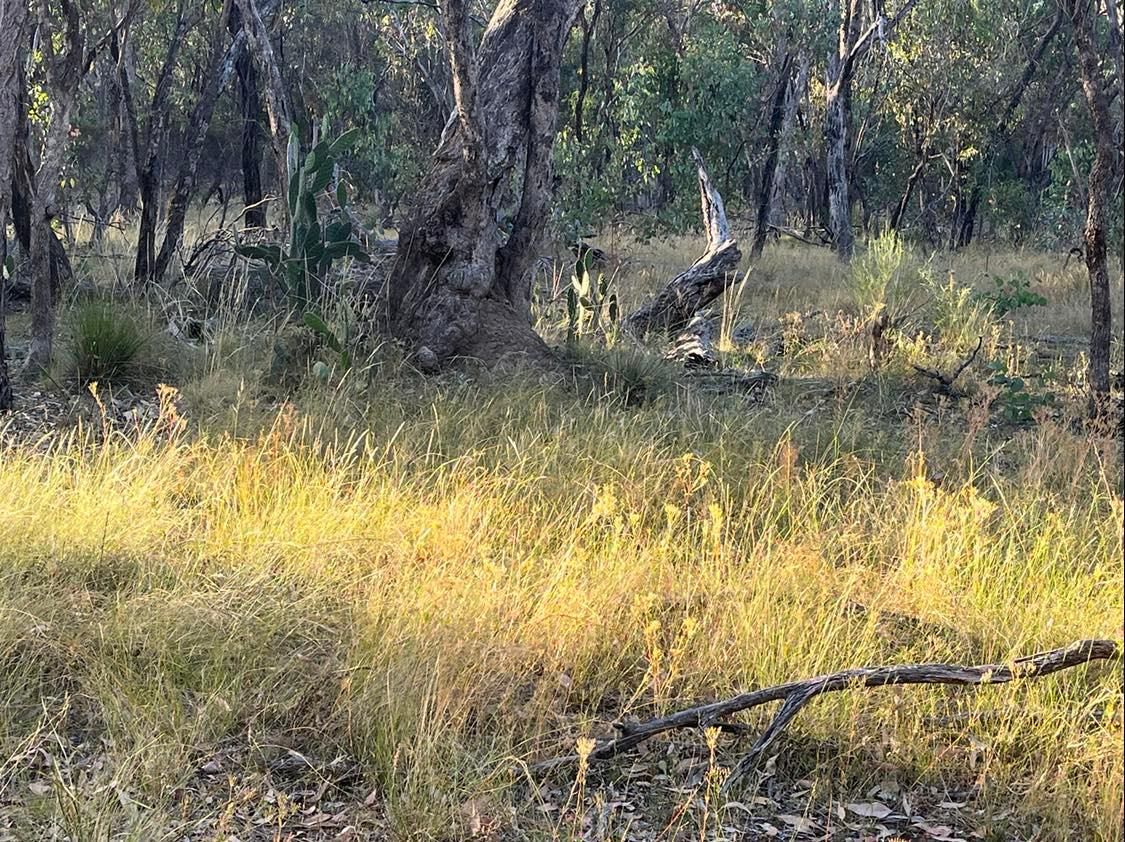 Lot 1 Cunningham Highway, Gore QLD 4352, Image 2