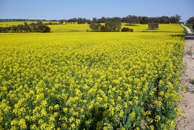 "Nunyara" Dust Bowl Road, MURRAY TOWN SA 5481, Image 2