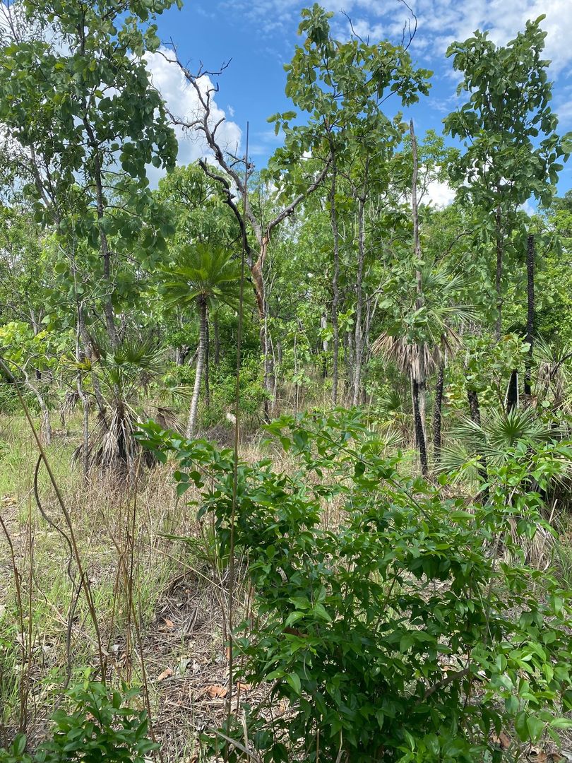 430 Letchford Road, Darwin River NT 0841, Image 1