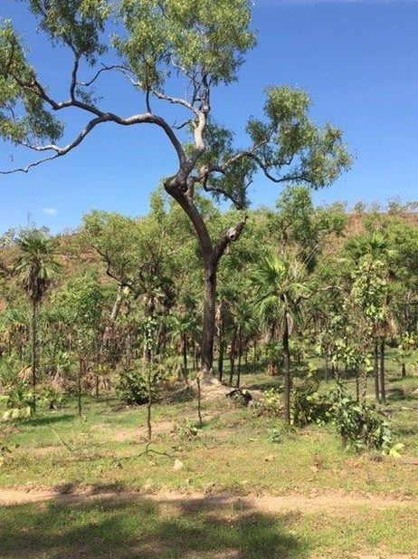 165 Wooliana Road, Daly River NT 0822, Image 2
