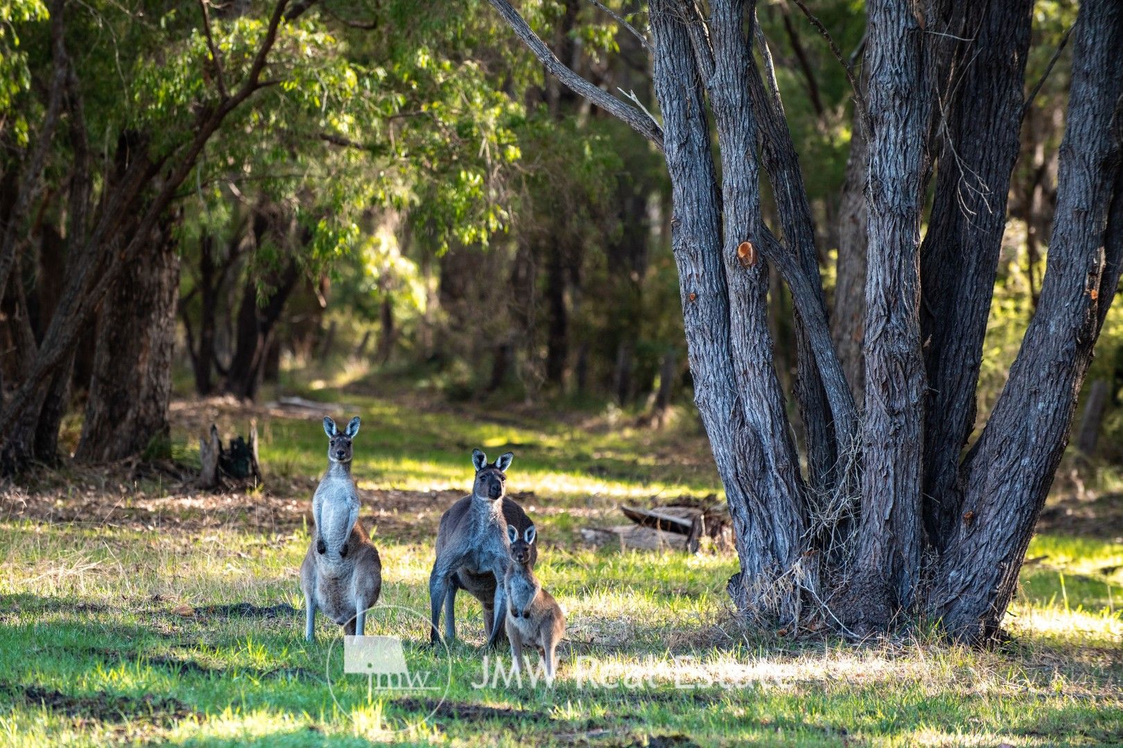 Lot 506 Gidgee Road, Witchcliffe WA 6286, Image 1