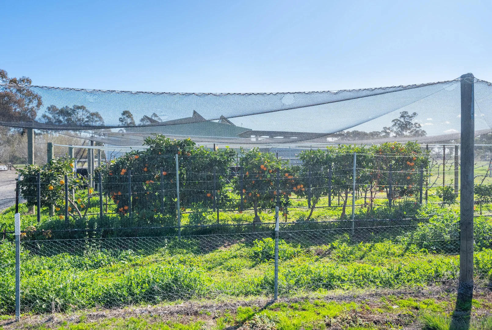 Additional image 41 of 290 Savernake Road, Mulwala NSW 2647