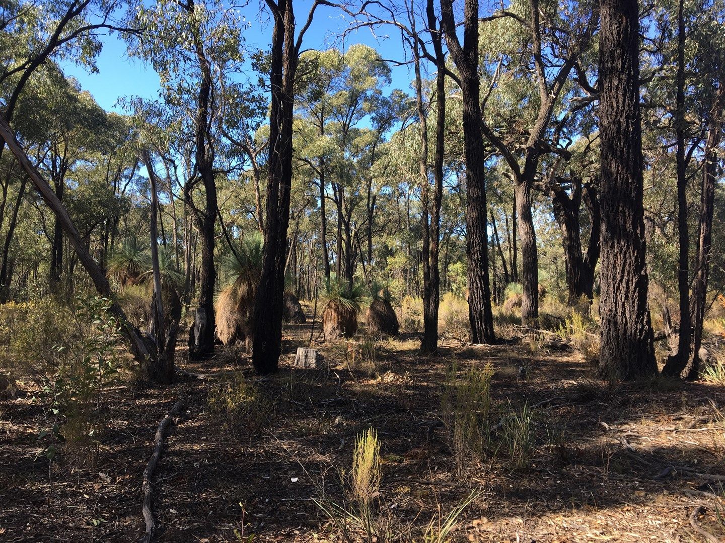 Lot 15 Gold Diggers Road, Bailieston VIC 3608, Image 1