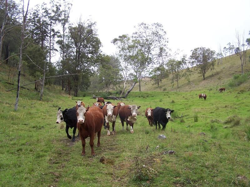 Razorback Creek, Rivertree NSW 2372, Image 2