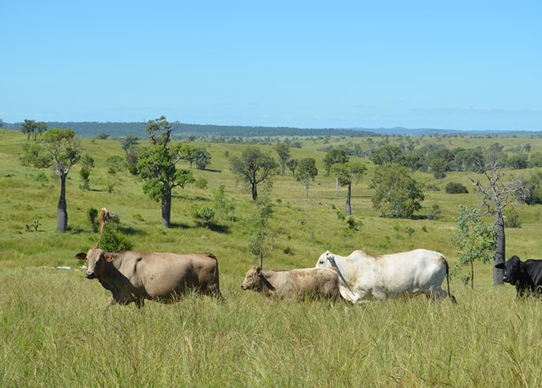 Lot 7 Beeron Road, Beeron QLD 4626