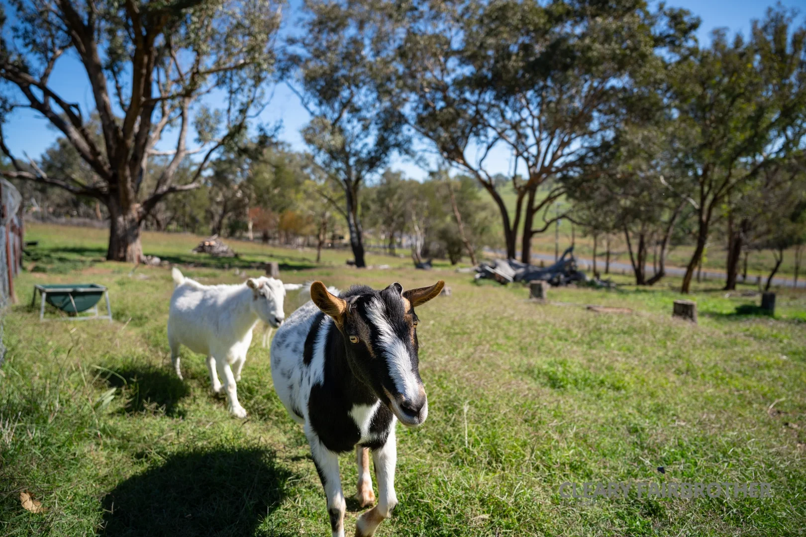 Additional image 22 of 4 Wingeretta Close, Forest Grove NSW 2795