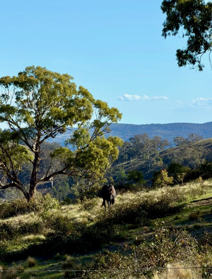 Additional image 6 of 1175 Razorback Road, Mudgee NSW 2850