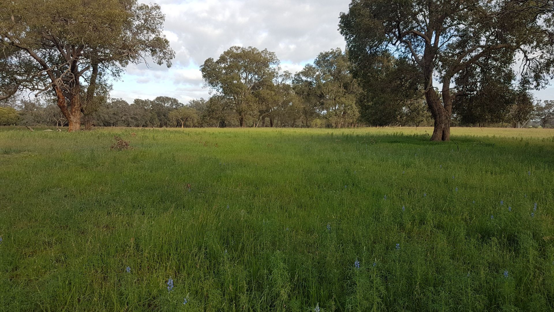 Lot 12 Wire Rd, Muckenburra WA 6503, Image 1