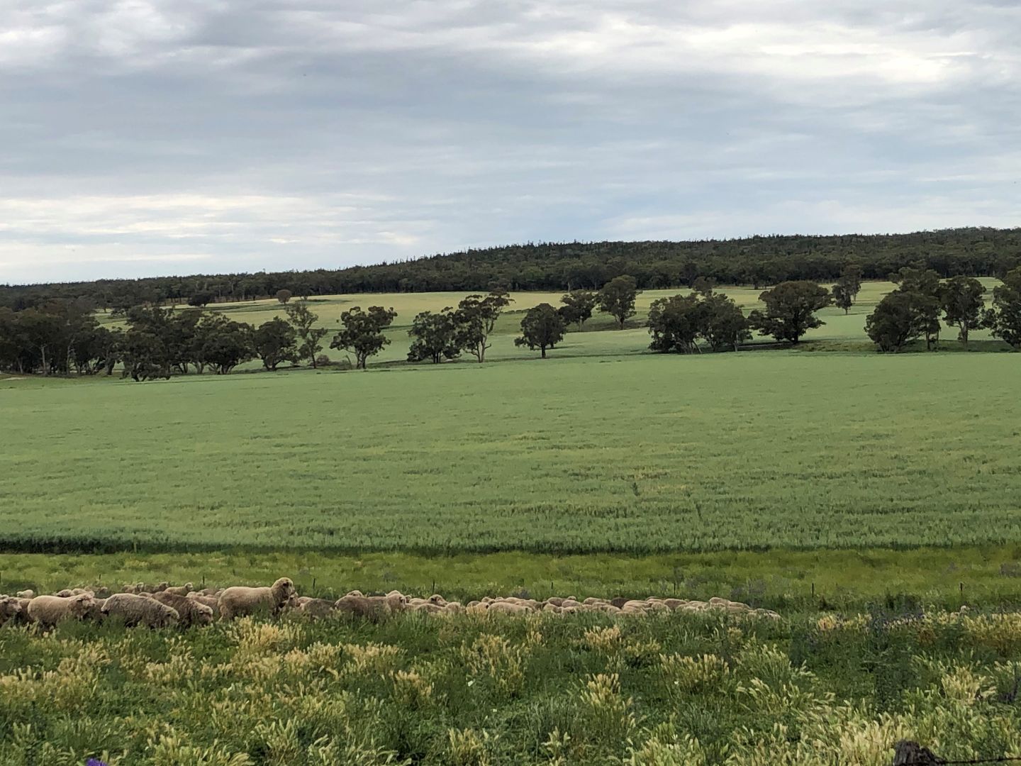 1717 Lockerbie Road, Dunedoo NSW 2844 House for Sale Domain