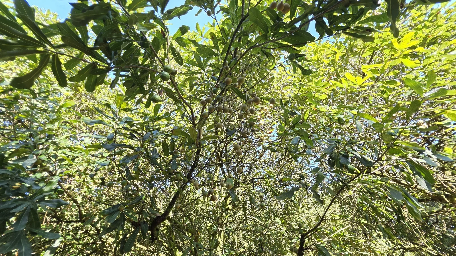 Additional image 10 of 389 Teven Road, Teven NSW 2478