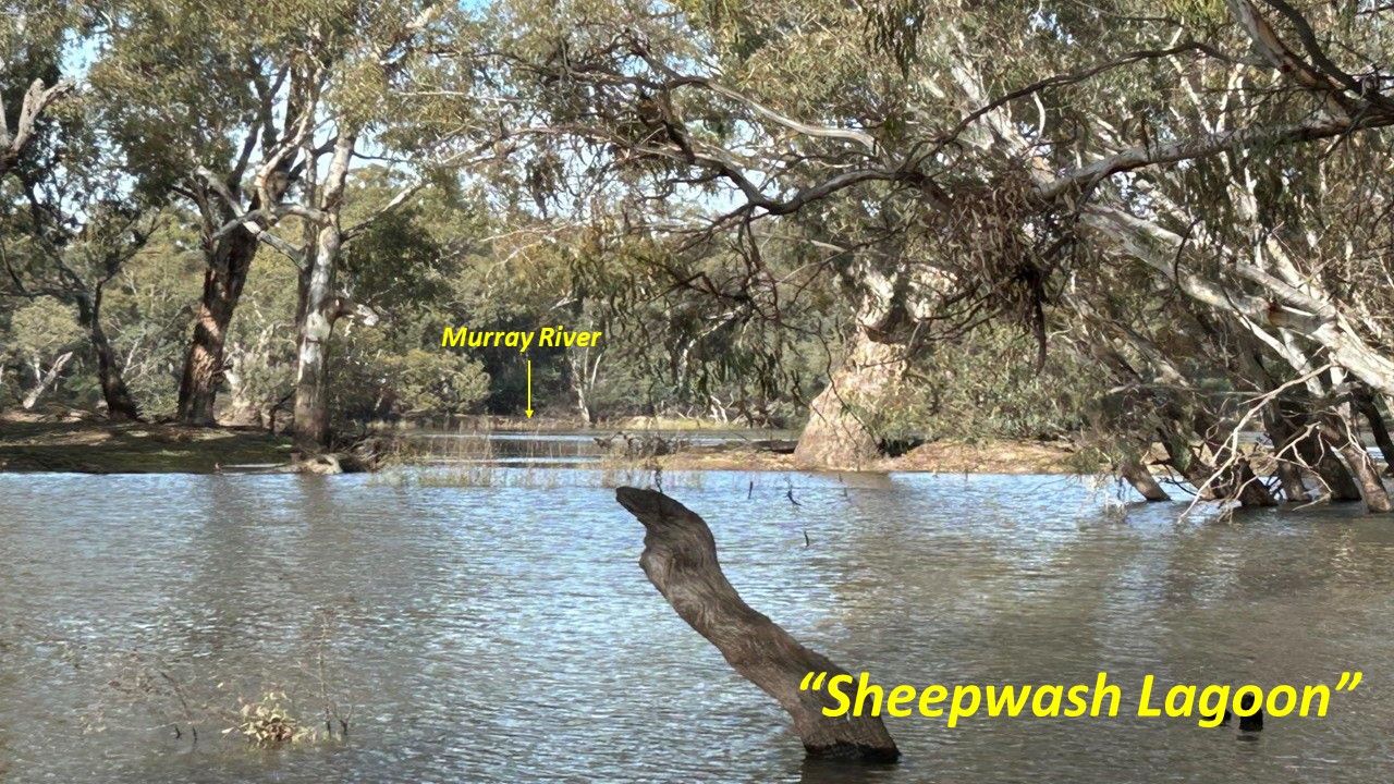 Sheepwash Lagoon Echuca Moama on the Murray Road, Moama NSW 2731