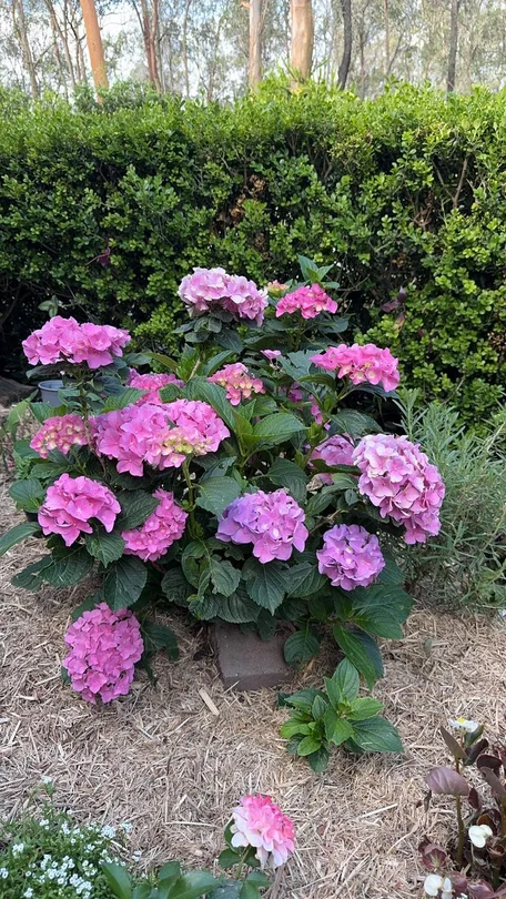 Additional image 17 of 262 Kangaroo Gully Rd, Bellbowrie QLD 4070