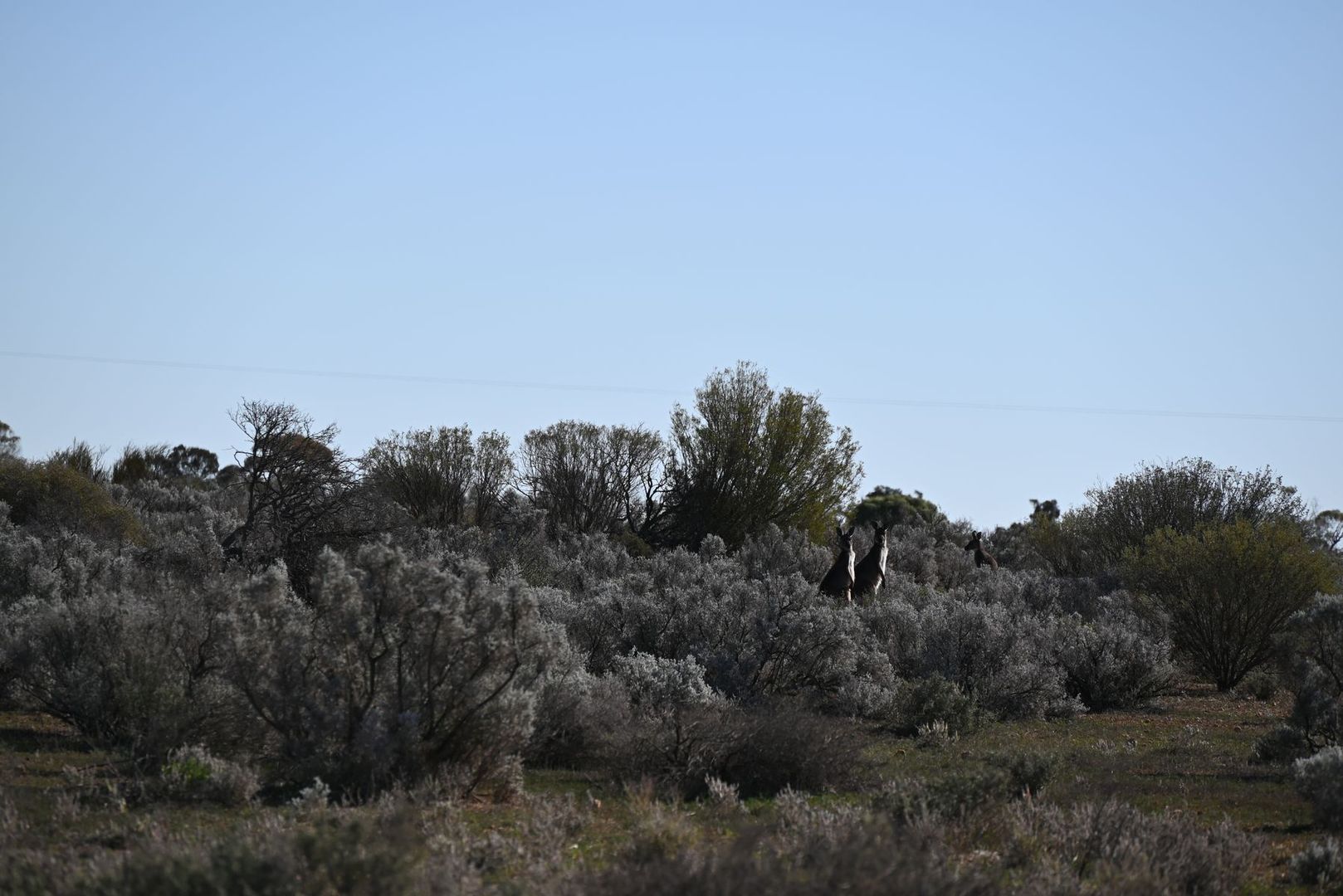 Section 346 Rail Road, Morgan SA 5320, Image 2