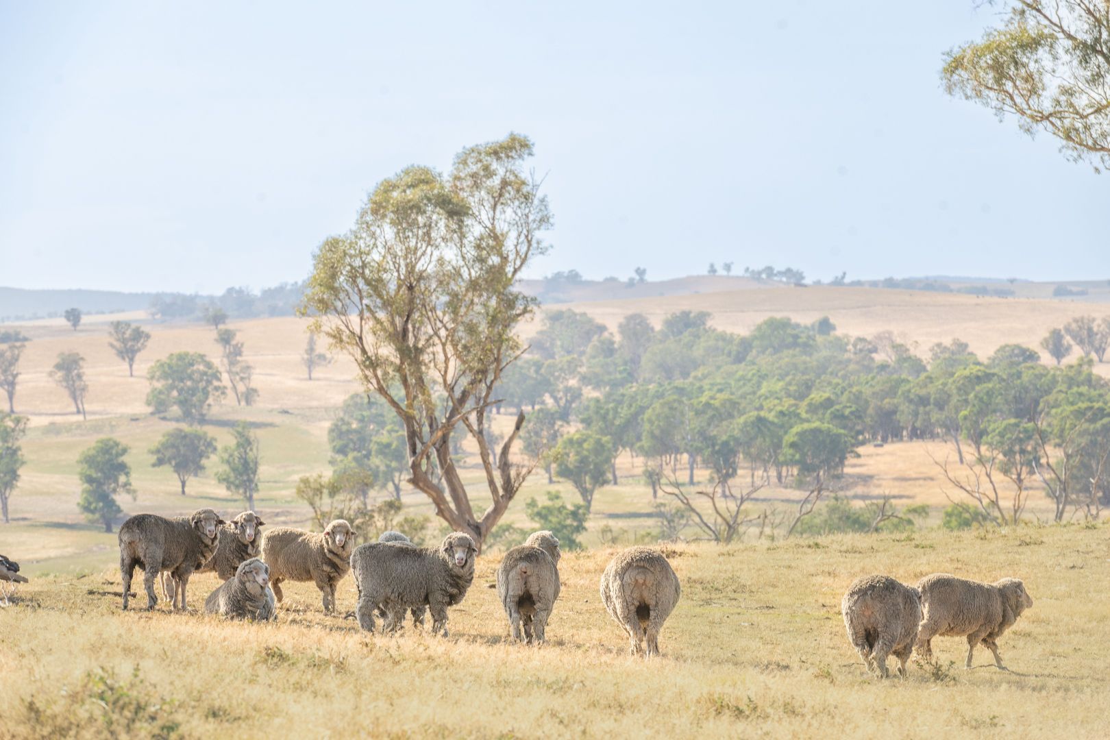 Hartfield Road Barwang via, Young NSW 2594, Image 1