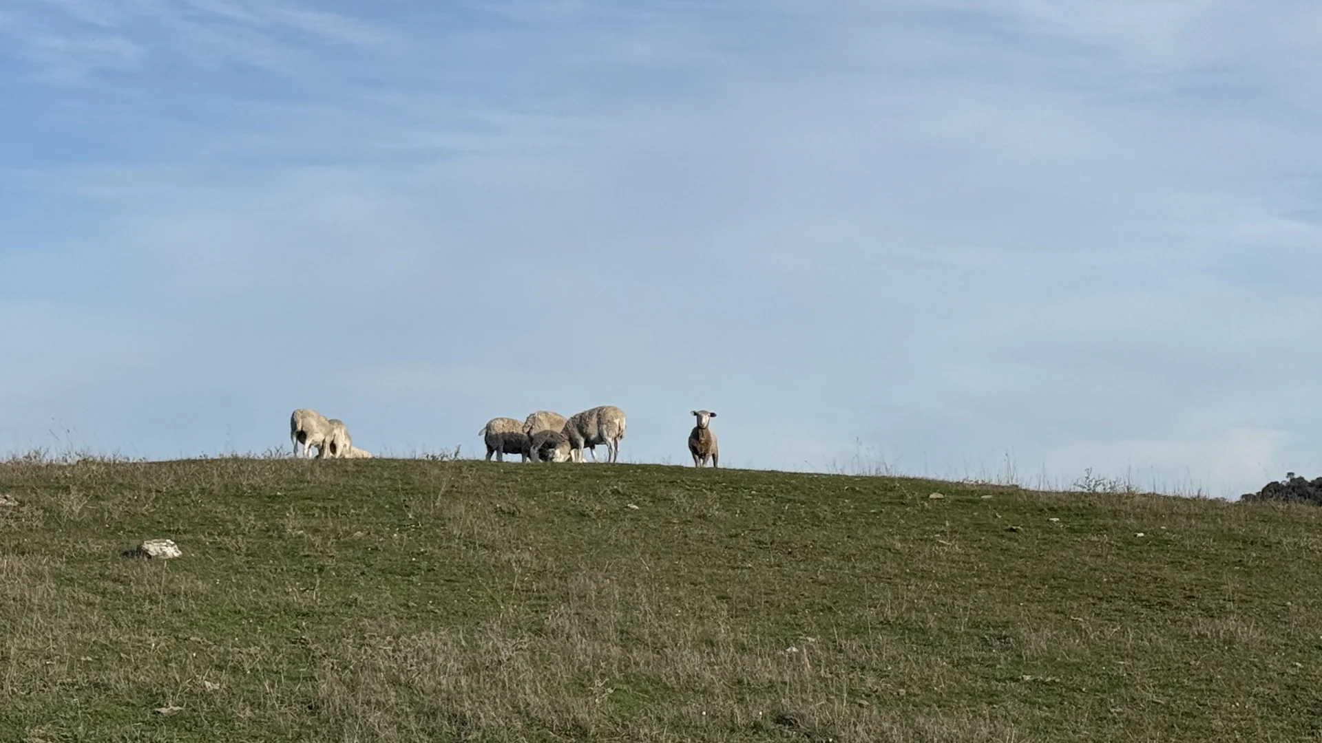 Image 15