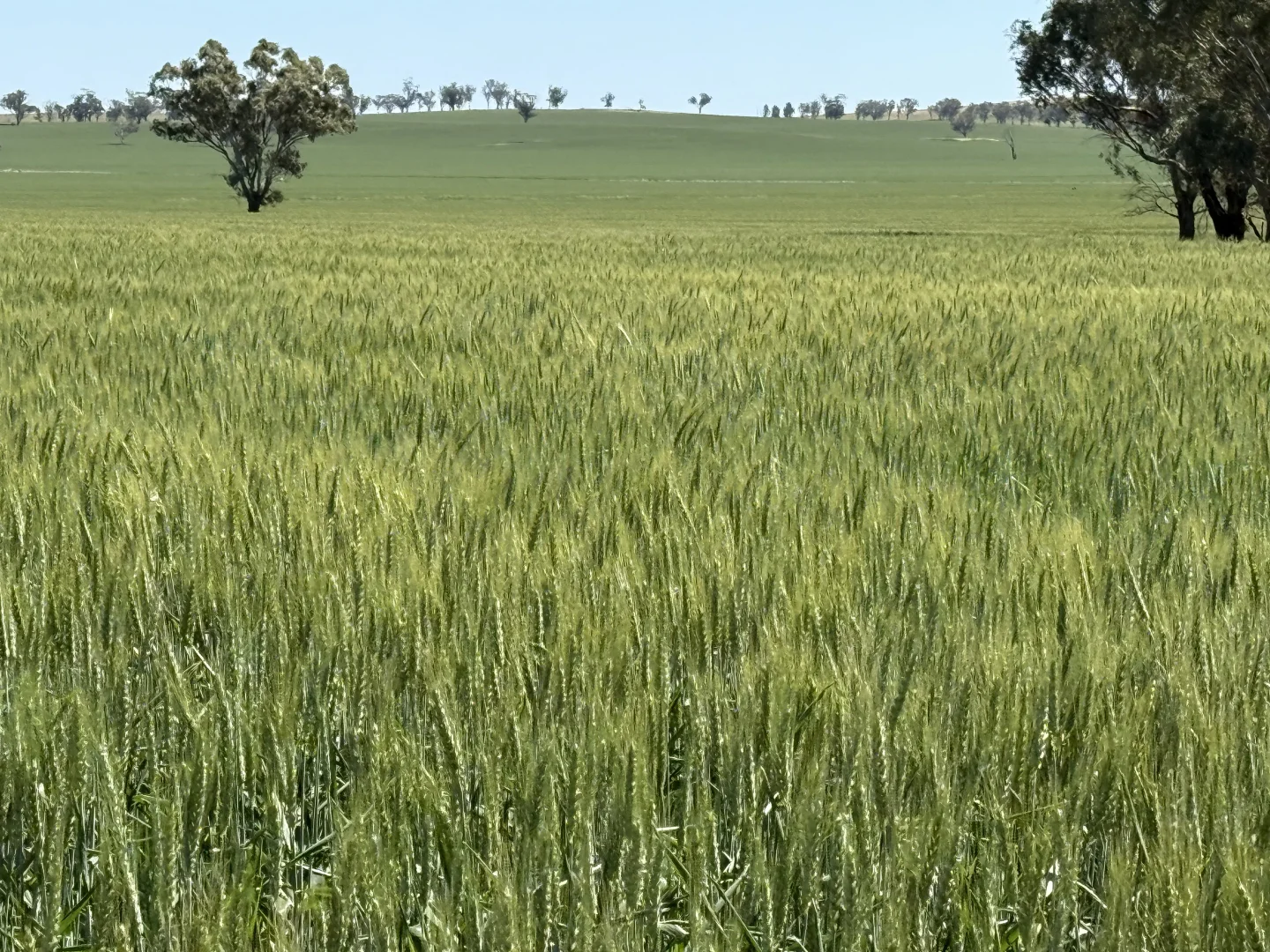 Image 7