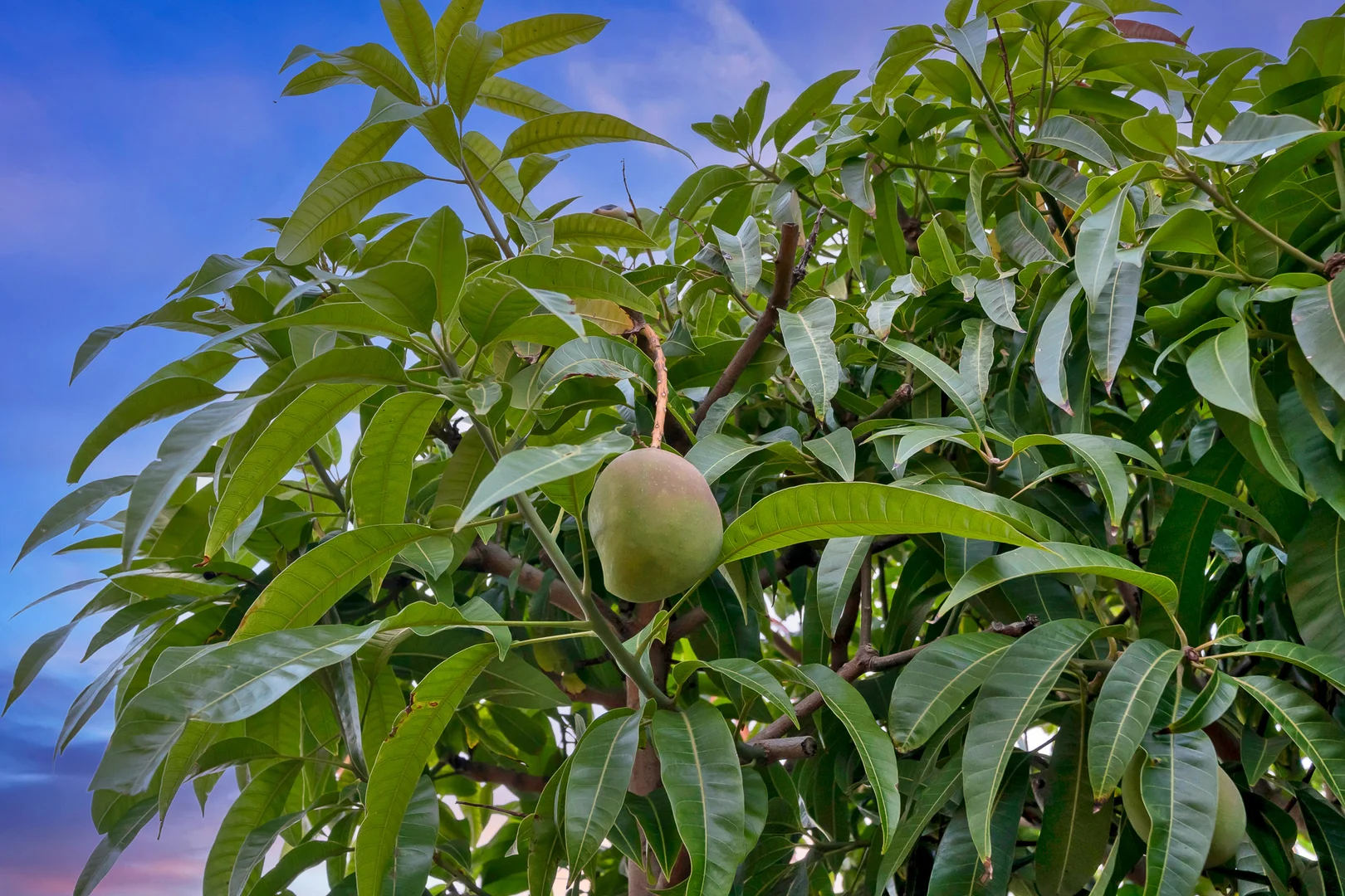 Additional image 32 of 2 Bunratty Link, Canning Vale WA 6155