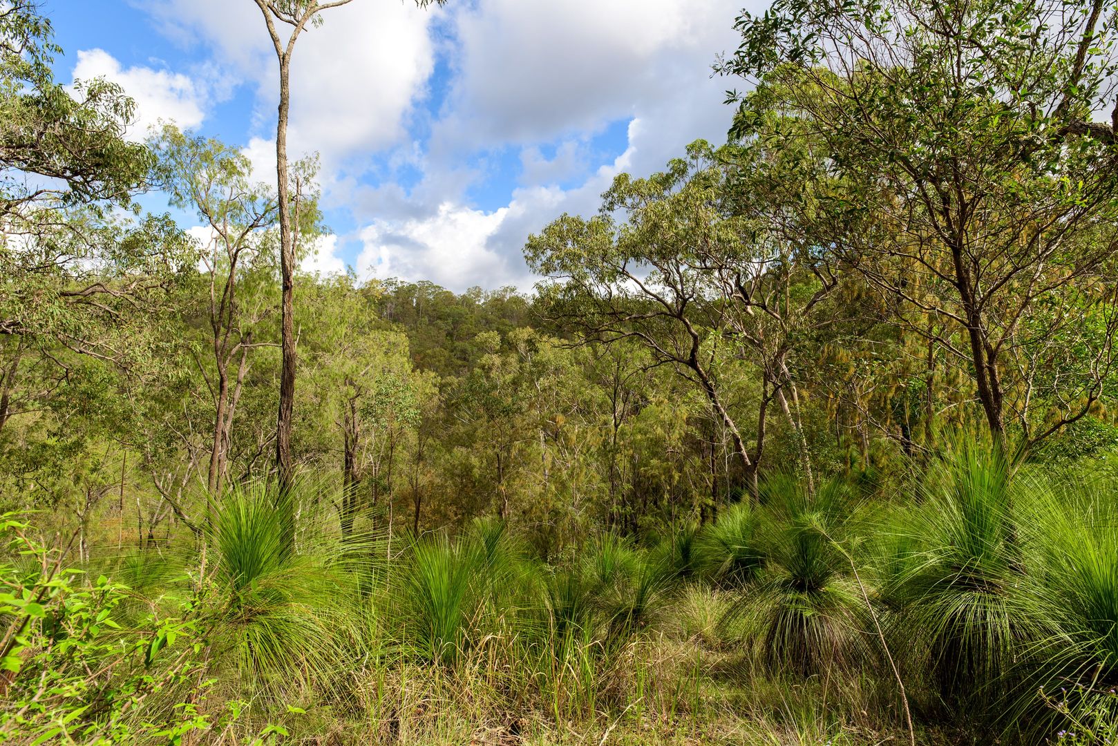 Lot 2445 Mount Coora Road, Black Snake QLD 4600, Image 2